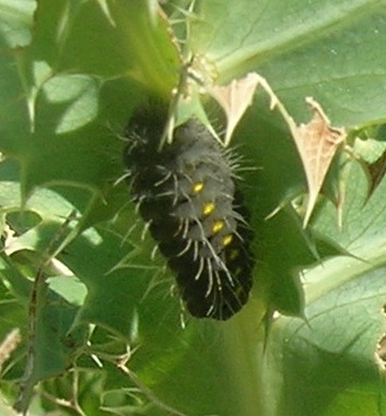 Larva di Zygaena erythrus o rubicundus?